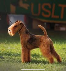 Image result for lakeland teriér