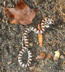 Serpent Du Lait Reptiles Frawsy Serpent Lait Couleuvre