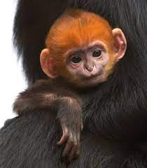Giants Fans San Francisco Zoo Has A New Rally Baby Animals Beautiful Cute Baby Animals Baby Animals Pictures