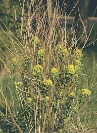Image result for Euphorbia guerichiana