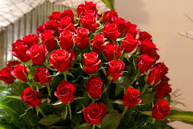 كلام حلو عن الورد رمز الرومانسية والحب