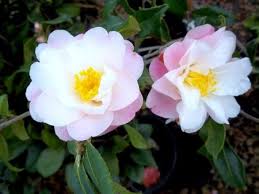 Fantastic Plants Camellia Vernalis Star Above Star Camelia