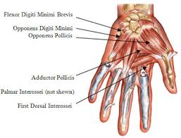 The hand has several muscles. Keyboard Hand Muscles Interossei Lumbricales Thenar Eminence