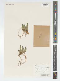 Image result for Tridentea marientalensis