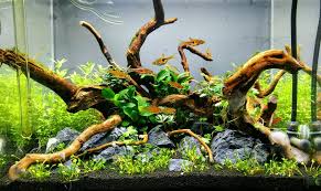 With more than 10000+ pieces in stock and a big collection of shape, size and style. Can I Use Stones And Driftwood In My Planted Aquascape By Planted Tank Source Medium