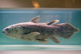 Dec 23, 2020 · the coelacanth may live for a century. Latimeria Wikipedia