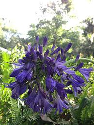 Image result for Agapanthus africanus