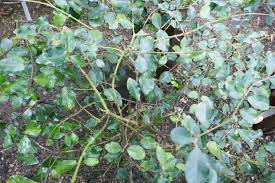 Image result for Hippocratea