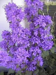 Long sprays of purple, white or lilac flowers; Plant Identification Closed Please Help Identify Purple Flower 1 By Gr8lndmick