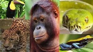 Pin By Wanda Holloway On Nature Rainforest Animals Endangered Rainforest Animals Amazon Rainforest Animals