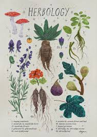 Brit + co may at times use affiliate links to promote products sold by others, but always offers genuine editorial recommendations. Magical Plants Harry Potter