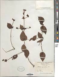 Image result for Rutidea