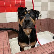 The annual apple valley kennel club rally and trials take place each year in the early part of april. Pet Wash