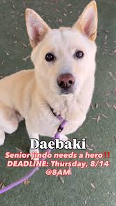 GUS -West LA Shelter ID #A2097970 about 3 yrs old 66 lbs Gus has been at  the shelter since 8/1/23. Came in as a stray and has been waiting patiently  ever since .