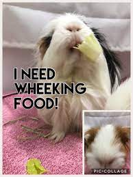 Guinea pigs are low maintenance, friendly creatures that will shower you with nothing but love once they've settled into their new home. Pin On Guinea Pig Stuff