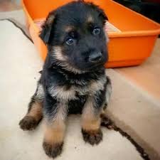 Kopek Kopek Almancobankopegi Almancoban Almankurdu K9 Germanshepherd Almancobankopegi Kopek Kopek Almancobankopegi Almancoban Almanku Dogs Animals