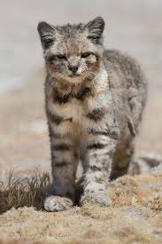 Bigcatkingdom Small Wild Cats Cats Cute Animals