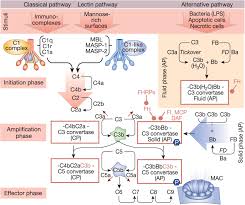 Image result for Complement Pathway
