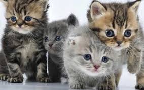 Lucu kucing ini hobi duduk jongkok kayak manusia. Ibu Pesan Bela Kucing Bawa Kebaikan Kepada Diri Free Malaysia Today Fmt