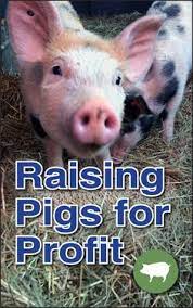 120 Pigs Ideas In 2021 Raising Pigs Pig Farming Pig