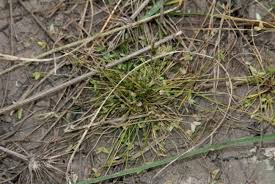 Image result for Isolepis prolifera