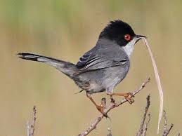 Sardinian Warbler Portopalo Di Capo Passero Sicily 1 May 12 Wild Birds Backyard Birds Beautiful Birds