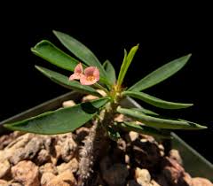 Image result for Euphorbia didiereoides