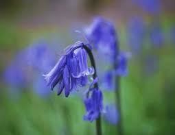 We did not find results for: How To Grow Bluebells