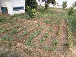 Winter Vegetables Growing Around Farm House