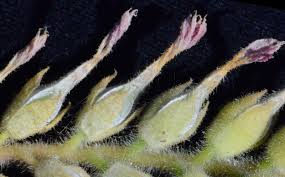 Image result for Kalanchoe lanceolata