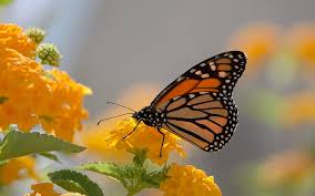 We did not find results for: Yellow Butterfly Wallpaper Hd Wallpapers Free Download Wallpaperbetter