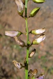 Image result for Tephrosia noctiflora