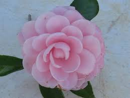 Miss Irene Camellia Japonica Fd Small By Mr Vernon Howell Camellia Flowers Bloom