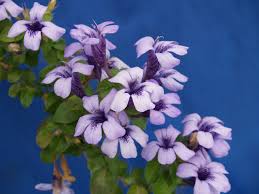 Image result for Dyschoriste thunbergiiflora