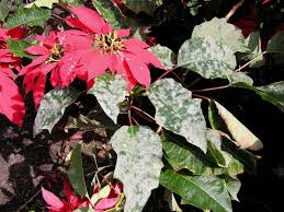 We did not find results for: Organic Ways To Kill And Prevent White Powdery Mildew Dengarden