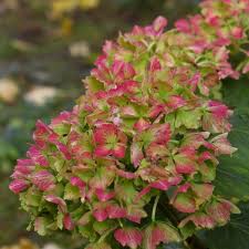 Die hortensie, auch hydrangea oder wasserstrauch genannt, verzaubert den garten mit ihren romantisch anmutenden blütenbällen. Welt Der Hortensien Vorstellung Neuer Sorten Hintergrundinformationen Zu Herkunft Und Zucht Von Hortensien Und Tipps Wo Es Die Schonsten Hortensien Zu Besichtigen Gibt