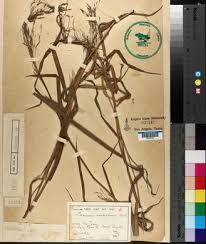 Image result for Panicum carneovaginatum