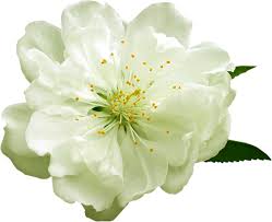 Gallery Recent Updates White Flower Png White Flowers Flowers