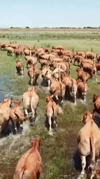 📍 Establecimiento y Cabaña La Esmeralda, En el marco de la Visita Institucional de la Asociación Colombiana de Criadores de Limousin, junto a su presidente y comitiva, recorrimos el establecimiento y ...