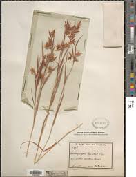 Image result for Hyparrhenia cymbaria