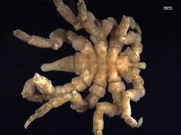 Image result for Pycnosphaera