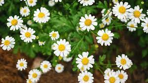 As long as you didn't spray pesticides on. How To Grow Chamomile In Your Home Garden 2021 Masterclass
