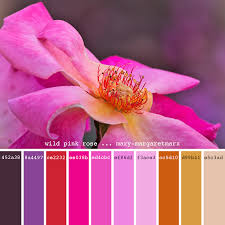 Wild Pink Rose Mary Margaretmarx Color Colors Colour Colours Colorpalette Colorpalettes Colourpal Color Knowledge Color Palette Design Color Balance