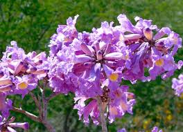 Image result for Handroanthus sp. near impetiginosus