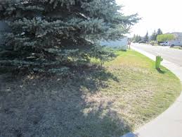 Do you have big plans for your front or back yard? Spruce And Pine Tree Lawn Damage Chinook Landscaping Calgary