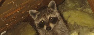 Check out state laws before making a purchase my experience with raccoons includes rescuing one from my parents' neighborhood that had been tamed by someone if the answer to this is no, then you cannot have a pet raccoon. Is It Legal For Me To Trap A Raccoon