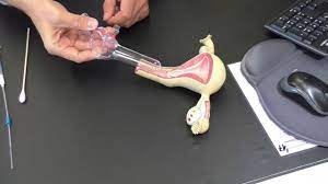 Einen tag vor oder direkt am tag des voraussichtlichen eisprungs muss eine samenprobe bei uns abgegeben werden. 2017 07 04 Insemination You Tube Youtube