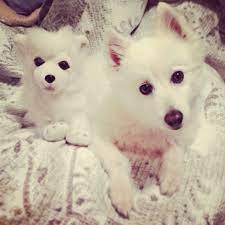 Pin On Dogs