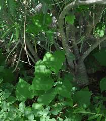 Image result for Ipomoea dichroa