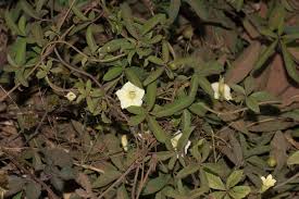 Image result for Merremia quinquefolia